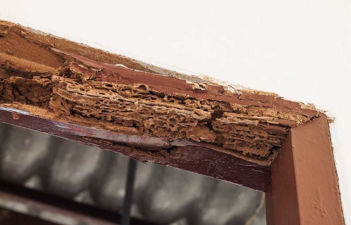 Termite control protects against wood damage.