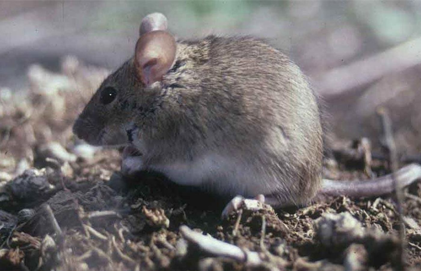 Rodent control - house mouse