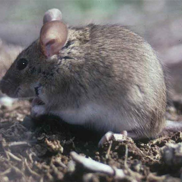 Rodent control - house mouse