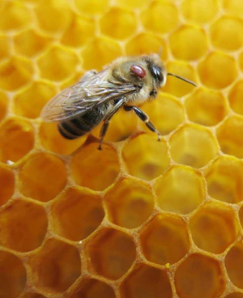 Varroa mite will affect our bee removal services.