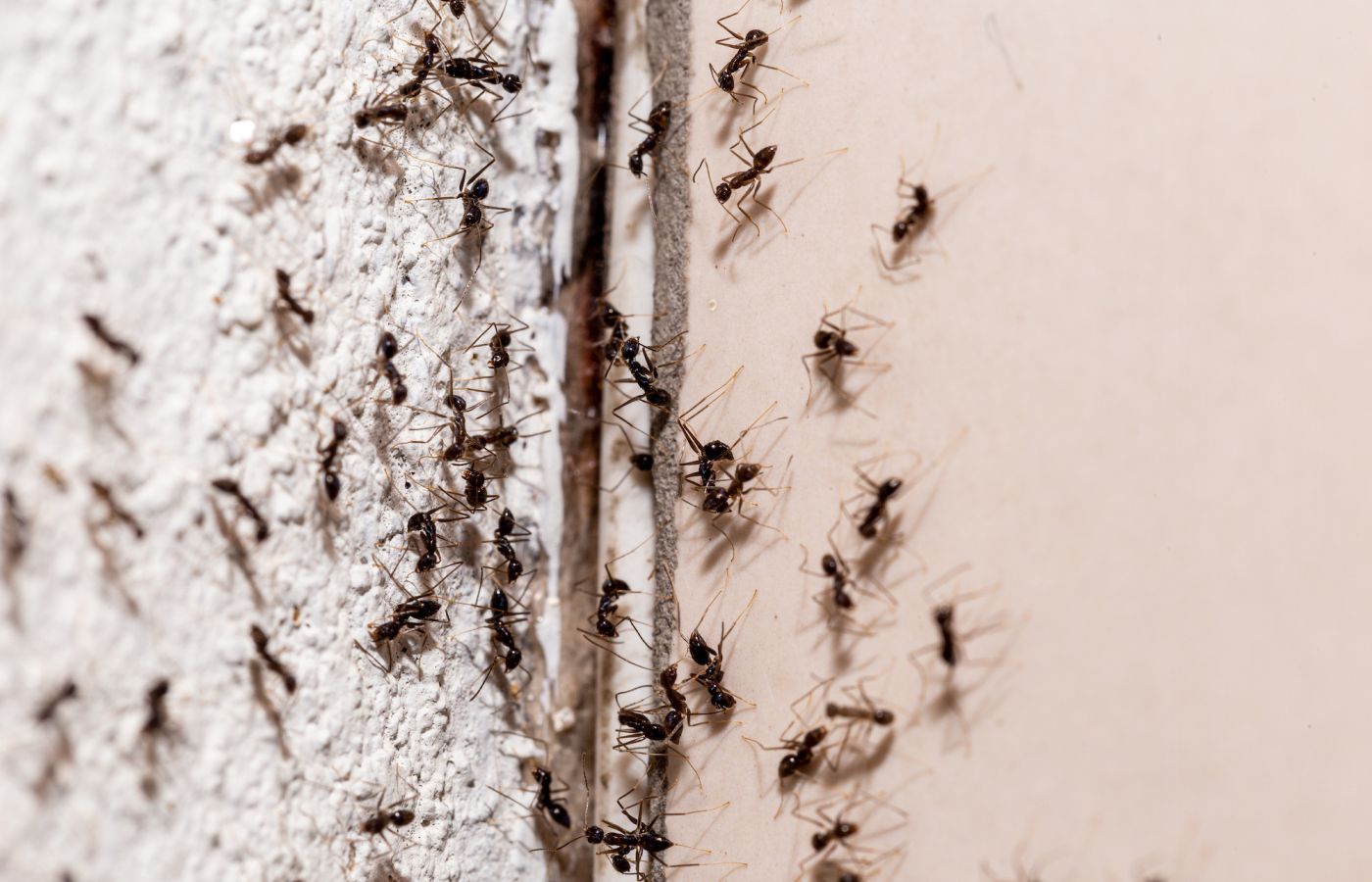 Pest control Ants treatments pest exterminator