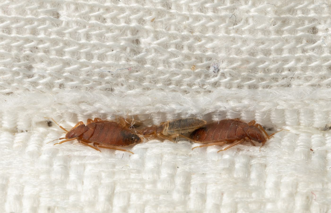 bed bug treatment pest control - bed bugs in mattress