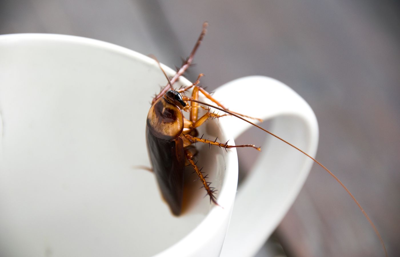 pest control cockroach treatement