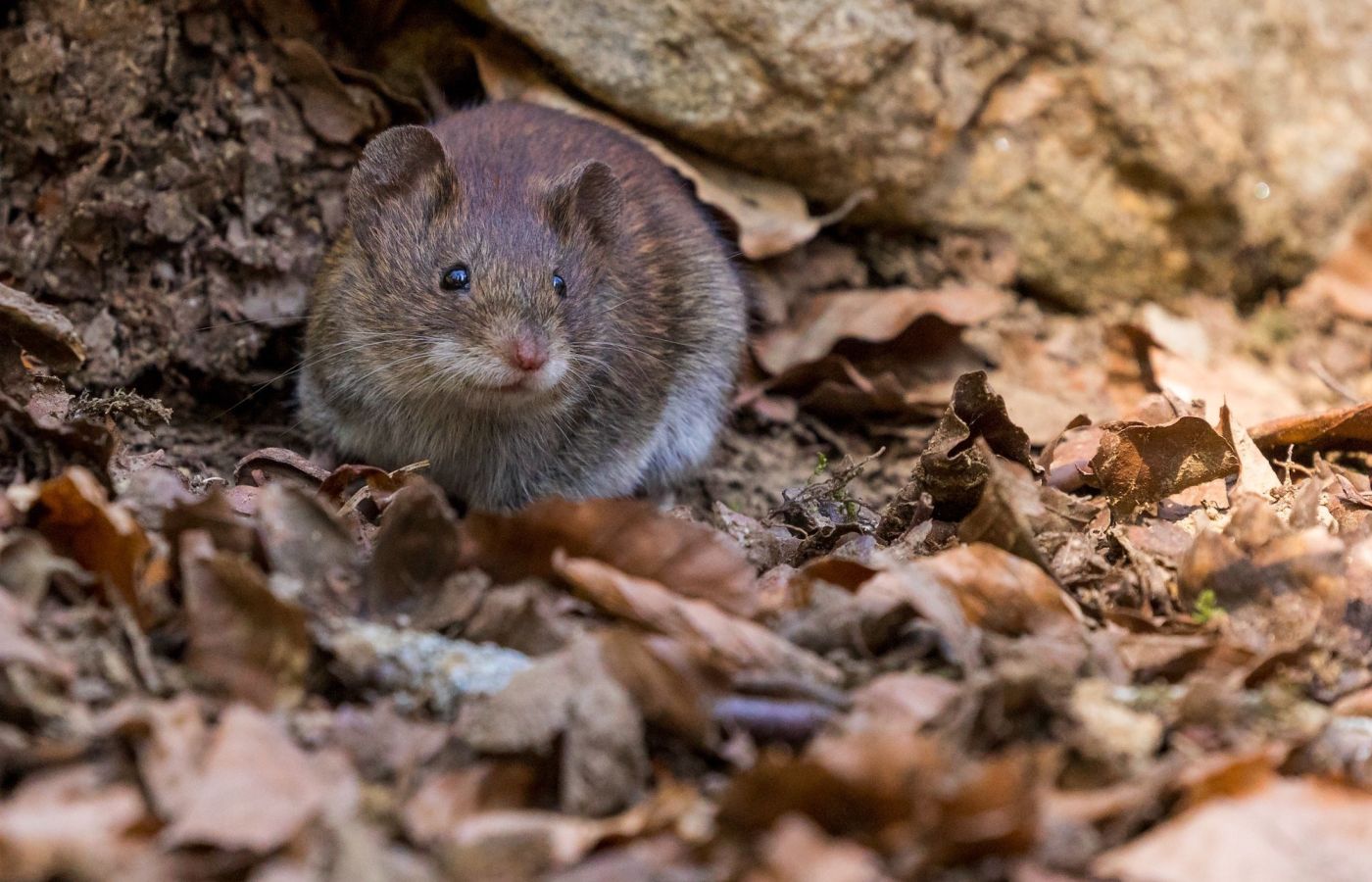 Rodent control - mice and rat treatments