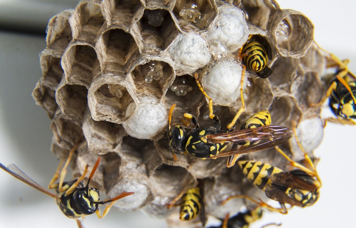 wasp nest removal pest exterminator