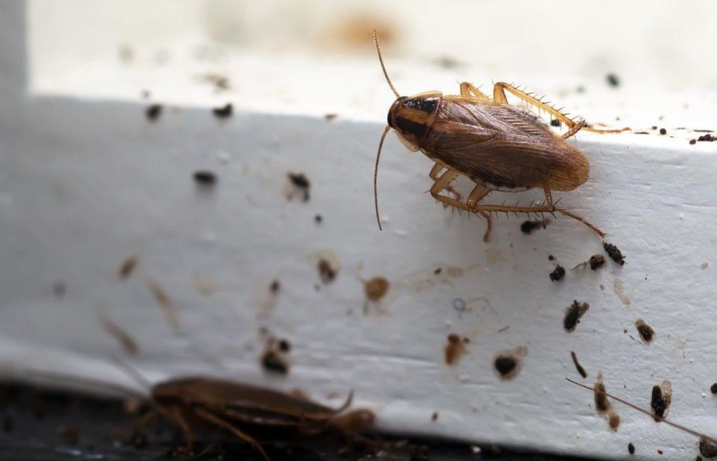 Cockroach pest control around windows and doors