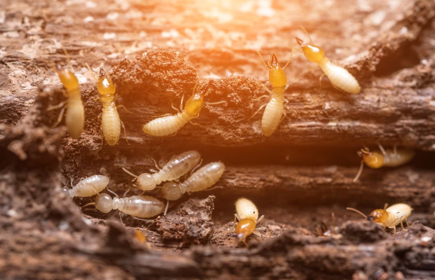 Termite treatments - termites eating wood
