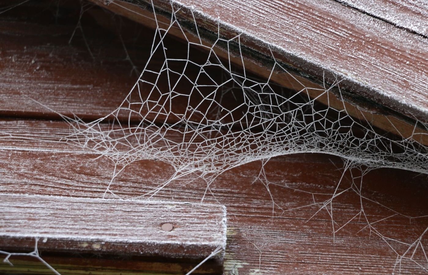 Spider pest control - spider bites, spider webs