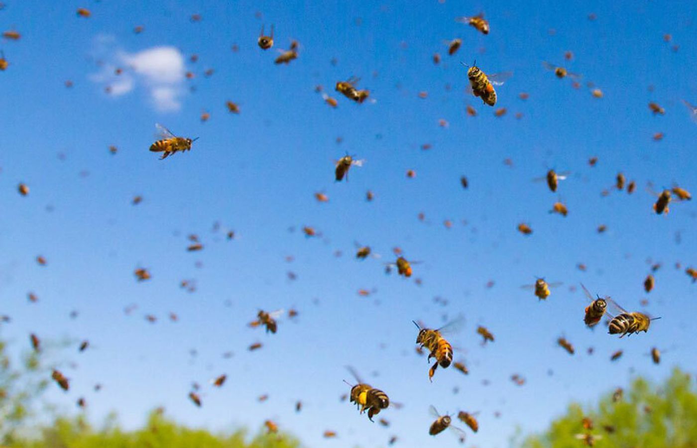 Swarming and nesting bees may lead to bee removal from your property