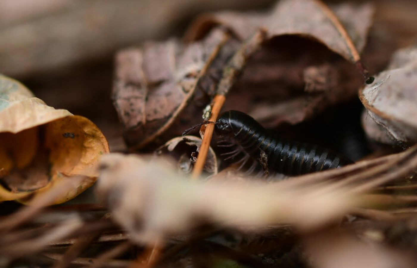 millipede pest control treatments