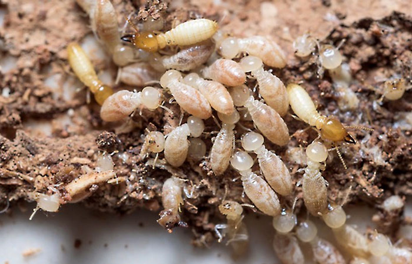 termite inspections - termites eating wood