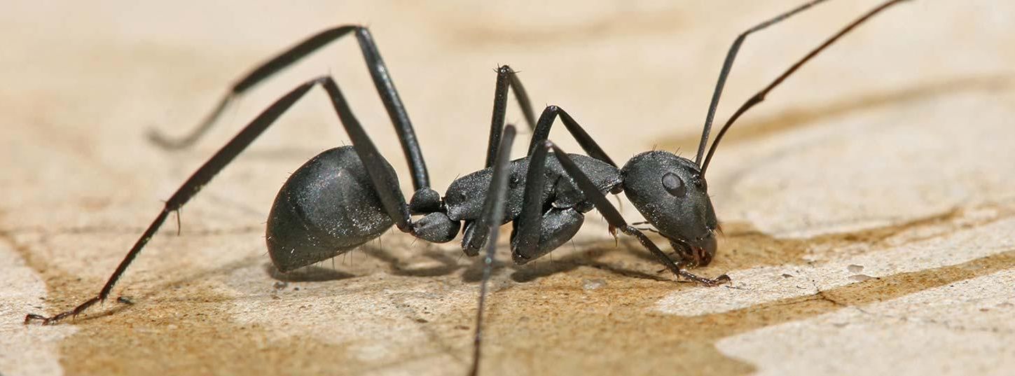 Black house ant pest control - South Eastern South Australia and Western Victoria
