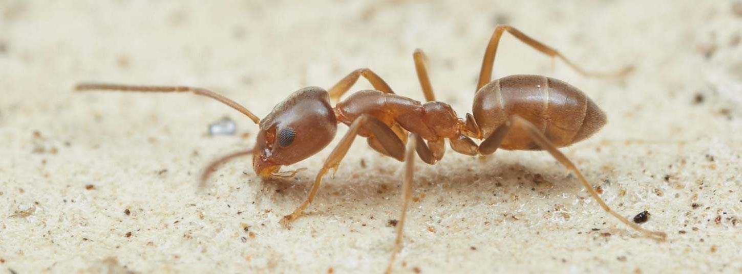 Argentine ant pest control - South Eastern South Australia and Western Victoria