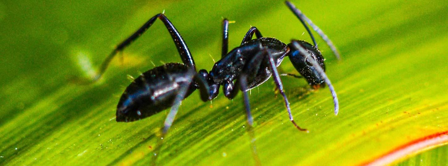 White footed ant pest control - South Eastern South Australia and Western Victoria