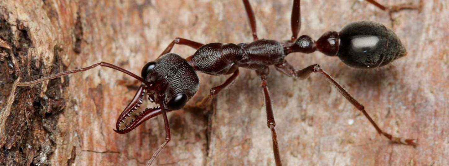 Inch ant pest control - South Eastern South Australia and Western Victoria