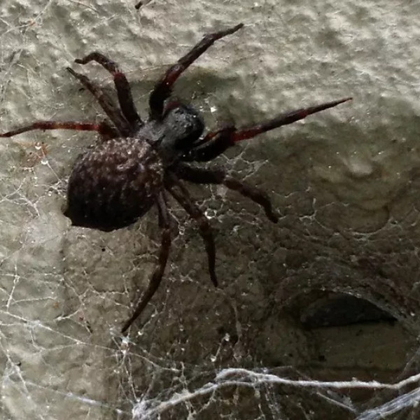 black house spider web - pest control treatments