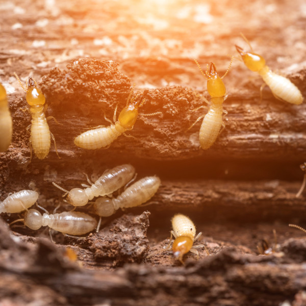 Termite treatments - termites eating wood