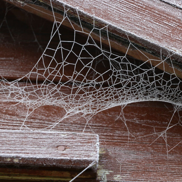 Spider pest control - spider bites, spider webs