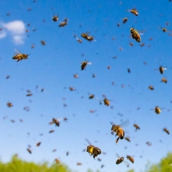 Swarming and nesting bees may lead to bee removal from your property