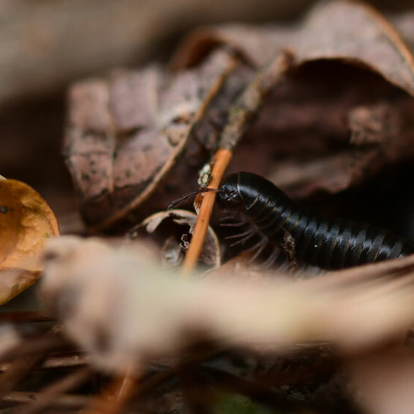 millipede pest control treatments