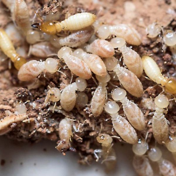 termite inspections - termites eating wood