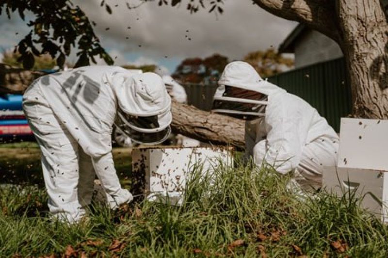bee removal - transporting hives - pest control in protective bee suits