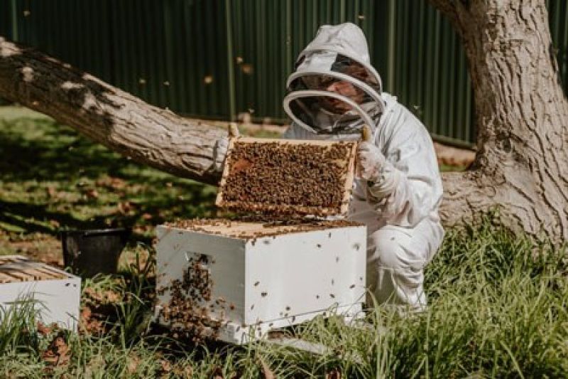 bee hive removal services - capturing the bees