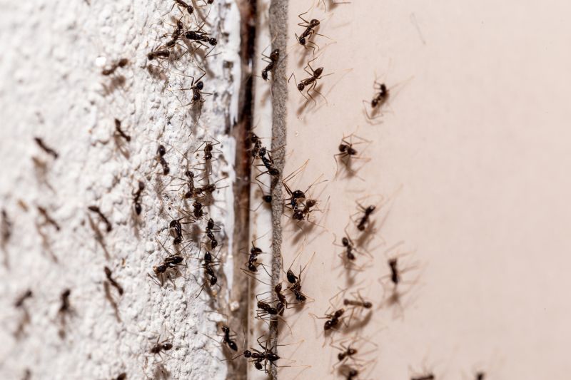 Pest control Ants treatments pest exterminator