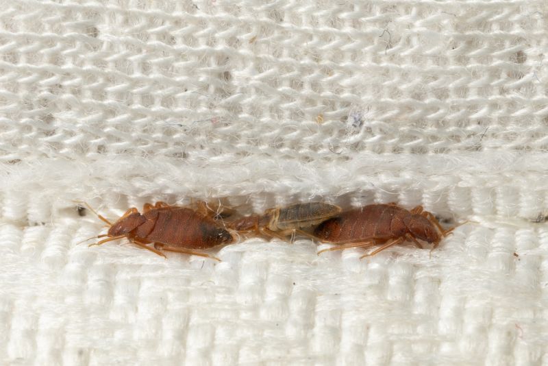 bed bug treatment pest control - bed bugs in mattress