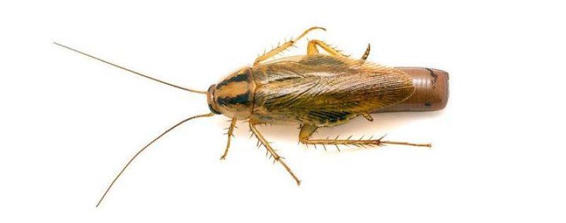 Large cockroach treatments - spray, blow powder, cockroach baits