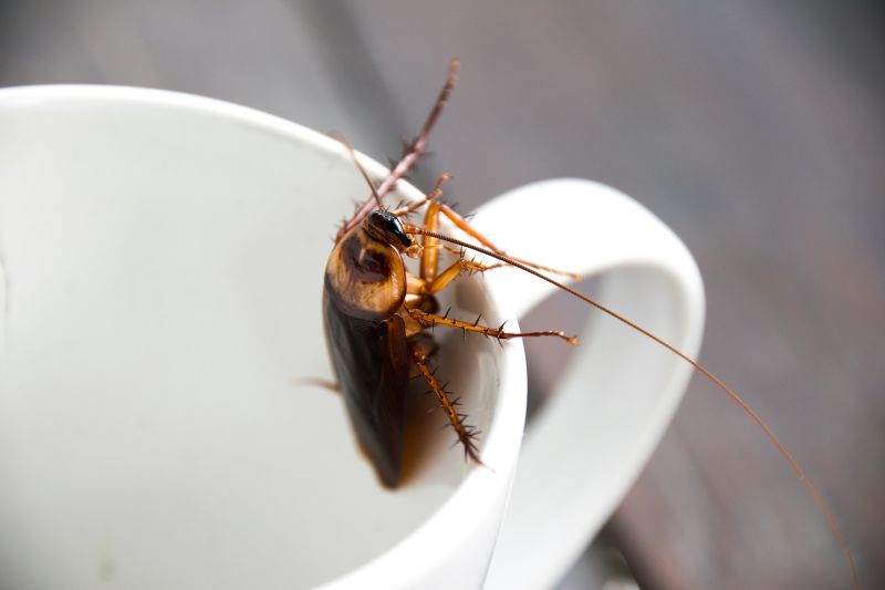pest control cockroach treatement