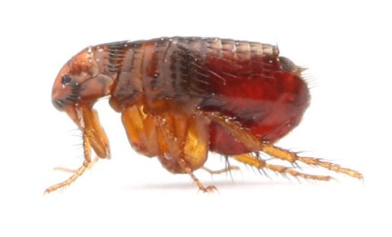 Close up of cat flea - pest control