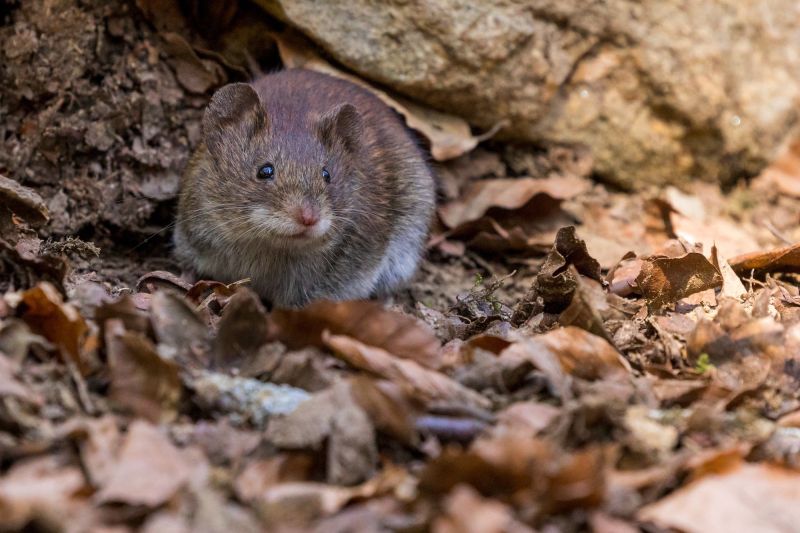 Rodent control - mice and rat treatments