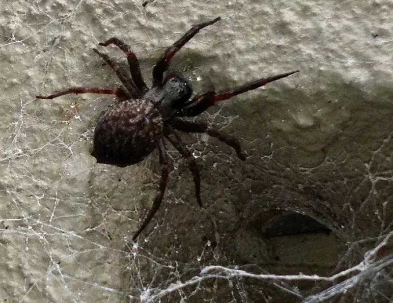 black house spider web - pest control treatments