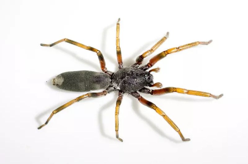 white tailed spider bite treatment and symptoms - pest control
