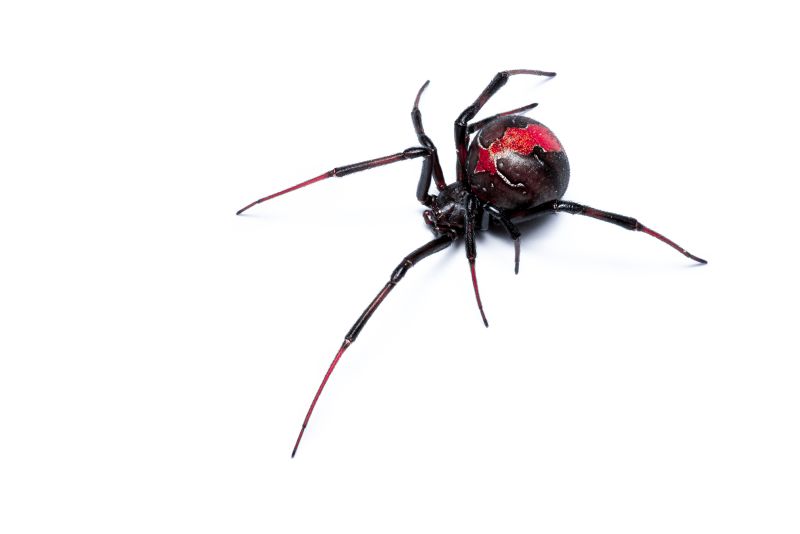 Redback spider pest control treatments professional