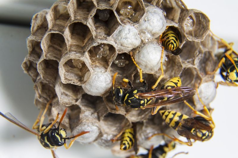 wasp nest removal pest exterminator
