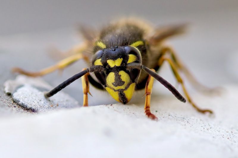 european wasp control pest exterminator