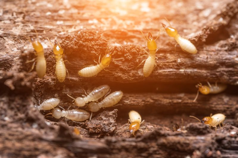 Termite treatments - termites eating wood