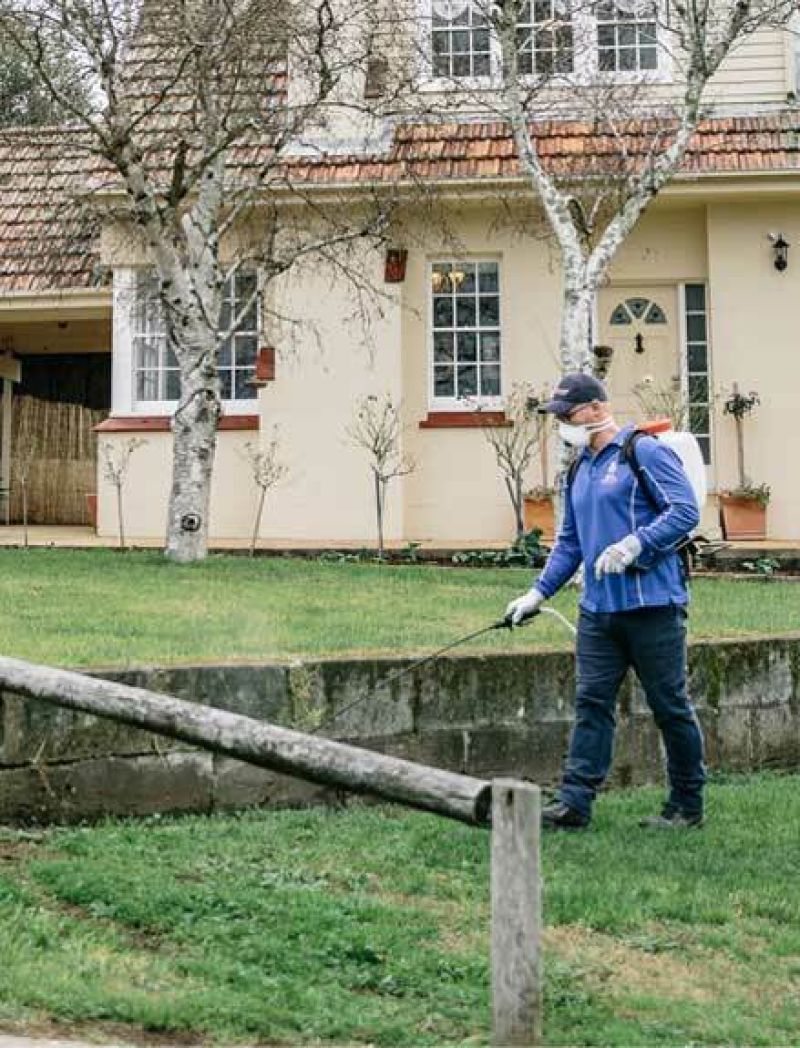 Applying a millipede pest control treatment