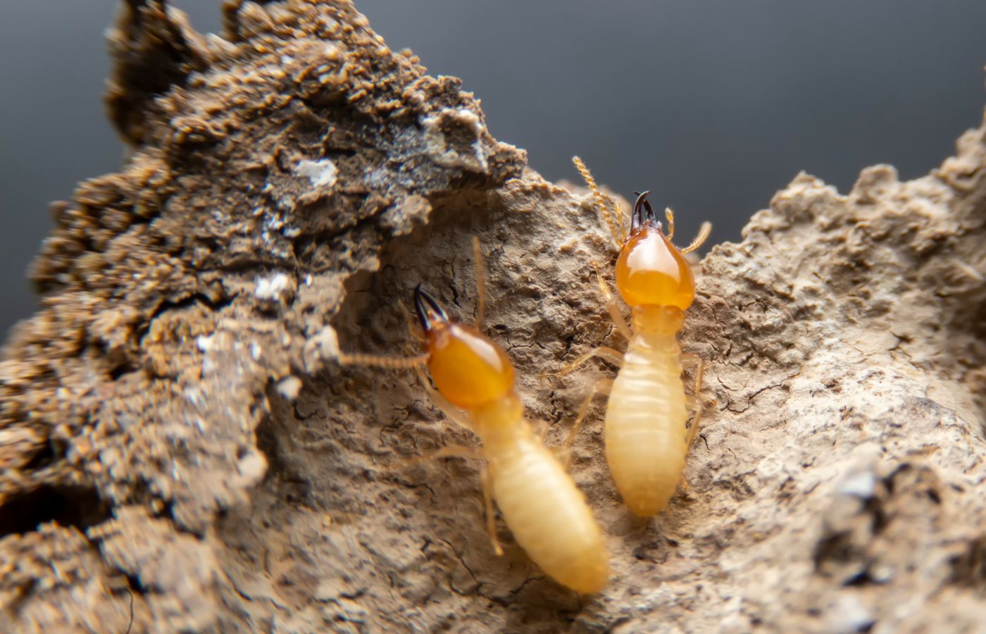 termites eating wood - termite control