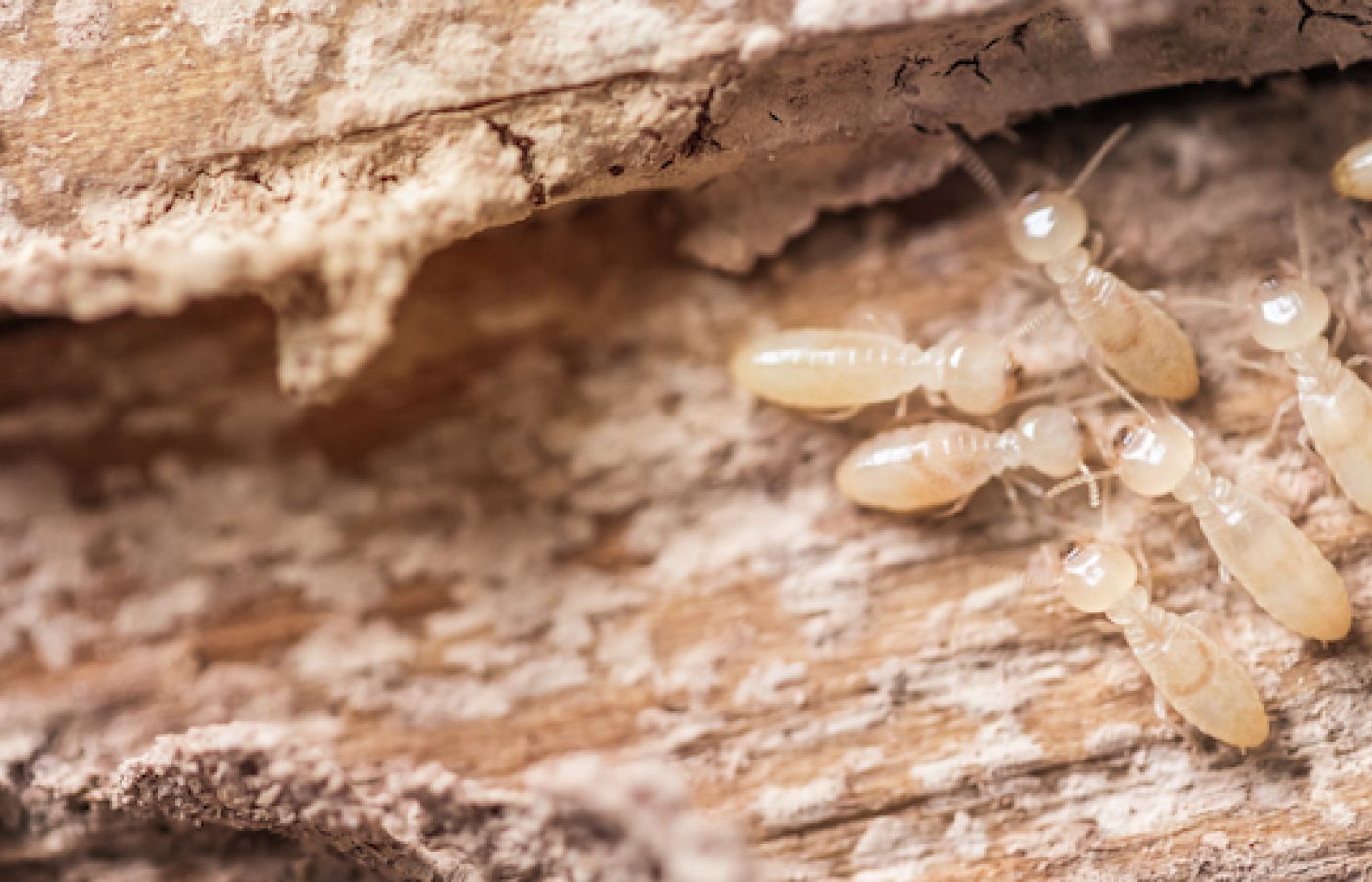 Worker termites look like white ants
