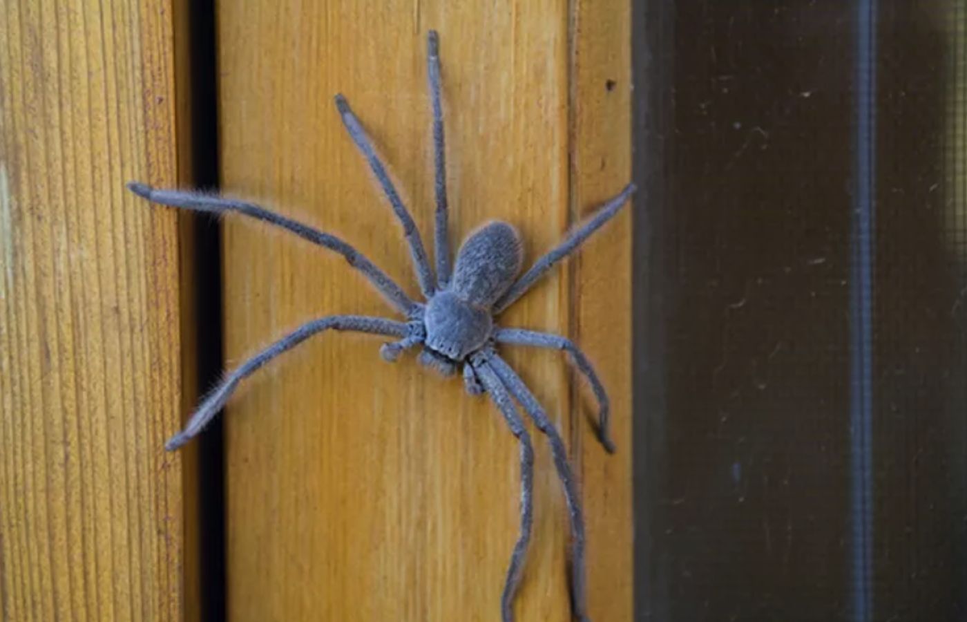 Huntsman spider bite and treatment - pest control treatments