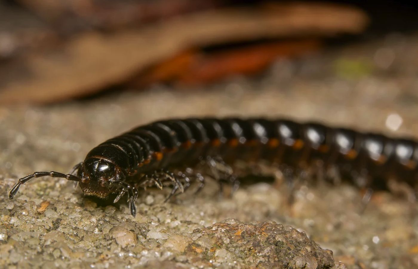 pest control millipedes in the house