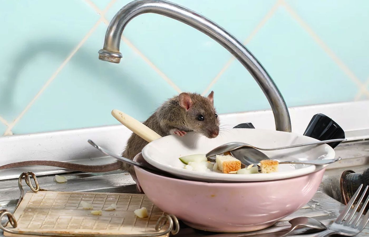 Rodents crawling over dishes in the sink