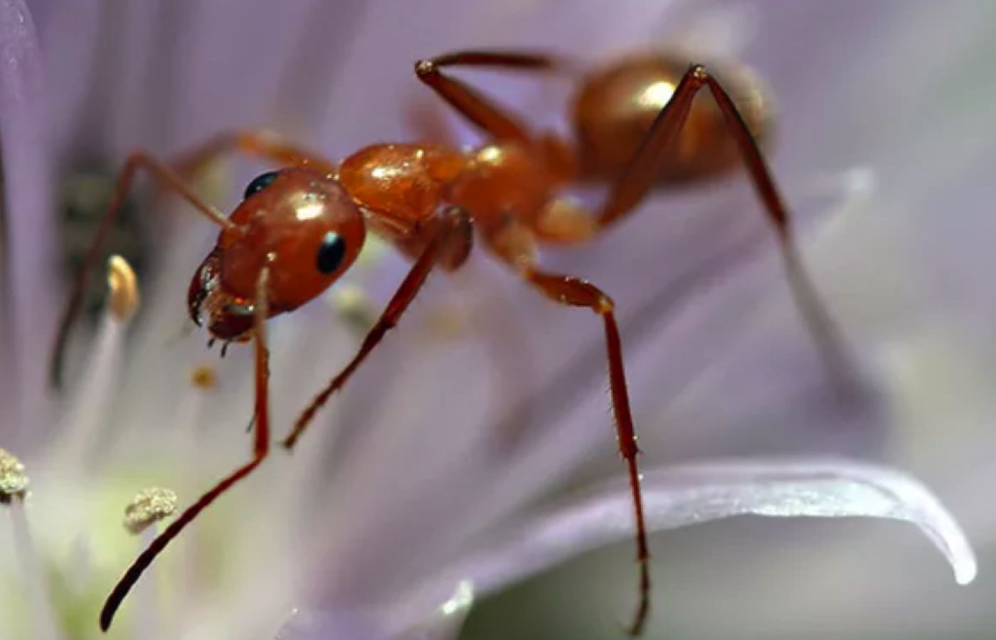 professional ant control exterminator
