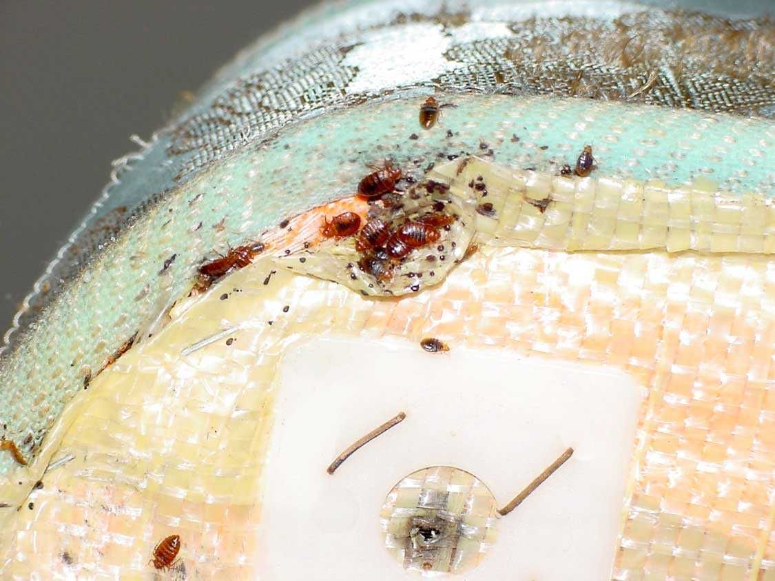 Bed bug inspection discovers under mattress infestation
