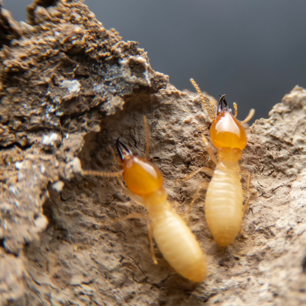 termites eating wood - termite control