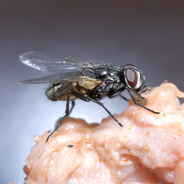 Fly prevention tips - pest control treatments