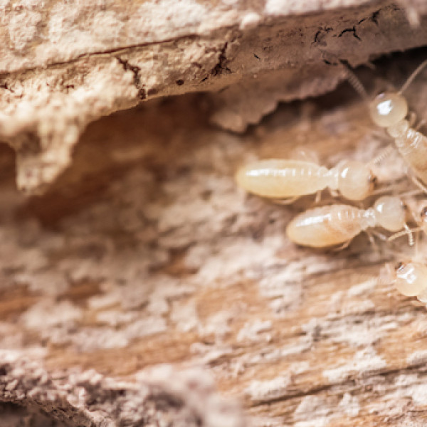 Worker termites look like white ants
